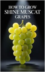 How to Grow Shine Muscat Grapes: a Complete Practical Guide to Growing Premium Table Grapes: Planting, Shaping, Fertilizing, Irrigation, and Protection
