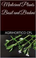 Medicinal Plants Basil and Brahmi