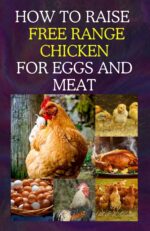 How to Raise Free Range Chicken for Eggs and Meat