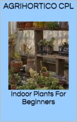 Indoor Plants for Beginners