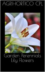 Garden Perennials Lily Flowers