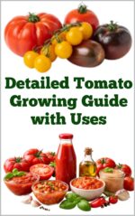 Detailed Tomato Growing Guide With Uses Detailed, Informative Series On