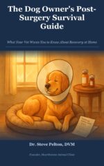 The Dog Owner's Post-surgery Survival Guide: What Your Vet Wants You to Know About Recovery at Home