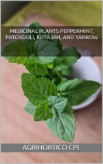 Medicinal Plants Peppermint, Patchouli, Kutajah, and Yarrow