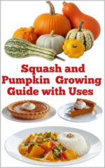 Squash and Pumpkin Growing Guide With Uses Detailed, Informative Series On