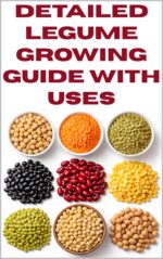 Detailed Legume Growing Guide With Uses Detailed, Informative Series On