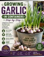 Growing Garlic in Containers Step-by-step