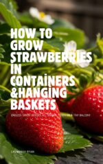 How to Grow Strawberries in Containers & Hanging Baskets: Endless Sweet Berries All Season – Even on a Tiny Balcony Maha Kitchen Garden Series — by Savannah