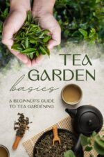 Tea Garden Basics: a Beginner's Guide to Tea Gardening