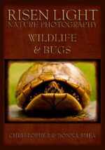 Risen Light Nature Photography of Wildlife & Bugs