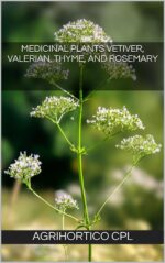 Medicinal Plants Vetiver, Valerian, Thyme, and Rosemary