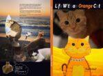 Life With an Orange Cat