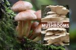 Guides on How to Start a Mushroom Farm