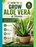 How to Grow Aloe Vera at Home