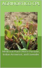 Medicinal Plants Horse Purslane, Indian Arrowroot, and Lavender