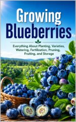 Growing Blueberries: Everything About Planting, Varieties, Watering, Fertilization, Pruning, Fruiting, and Storage