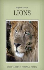 Lions of Big Cat Rescue: Meet Lions Joseph, Cameron, & Nikita
