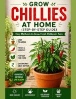 Grow Chillies at Home Easy Methods to Grow Fresh Chillies in Pots