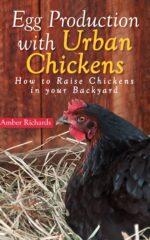 Egg Production With Urban Chickens: How to Raise Chickens in Your Backyard
