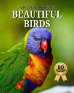 Beautiful Birds: a Picture Book of 80 Familiar Bird Photos for Seniors and People Living With Alzheimer’s and Dementia Care