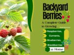 Backyard Berries: a Complete Guide to Growing Raspberries, Currants, Blueberries, and Blackberries at Home