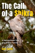 The Call of a Shikra: a Remarkable Tale of a Shikra Family