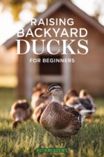 Raising Backyard Ducks for Beginners: Duck Breeds, Housing, Water Management, Egg Production, and Raising Baby Ducks on Any Property — From Quarter-acre Lots to Small Homesteads