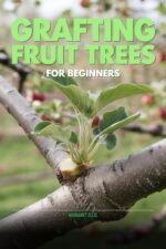 Grafting Fruit Trees for Beginners: a Step-by-step Guide to Whip, Cleft, and Bark Grafting Apple, Pear, Plum, and Cherry Trees Garden