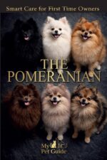 The Pomeranian: Smart Care for First Time Owners