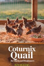 Coturnix Quail for Backyard Beginners: the Complete Guide to Raising Quail for Fresh Eggs, Meat & Small-space Homesteading